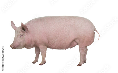 pig isolated on white