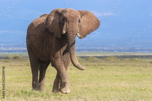 Portrait of a young bull elephant