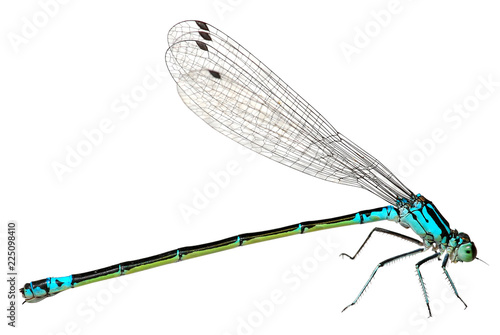 Blue Dragonfly Isolated on white background. Macro