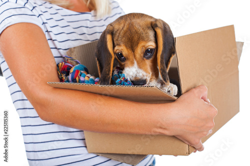 Tricolor beagle puppy in a box