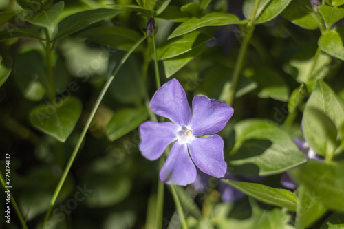 vinca minor