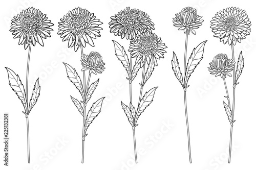 Vector set with outline Aster flower bunch, ornate leaf and bud in black isolated on white background. Contour blooming Aster plant for summer or autumn design and coloring page.