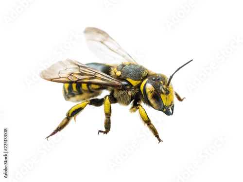 Megachile Species Leafcutter Bee Insect Isolated on White