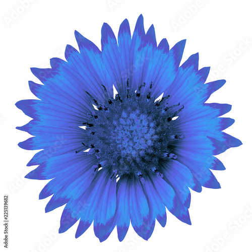 flower cerulean blue gaillardia isolated on a white background. Close-up. Nature.