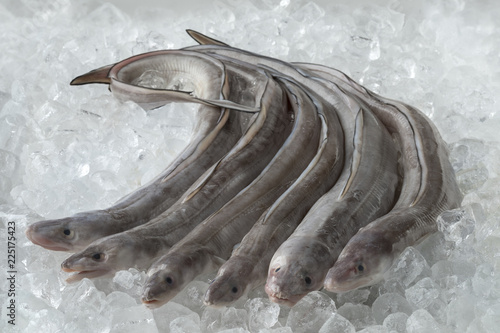 Fresh raw european conger eels