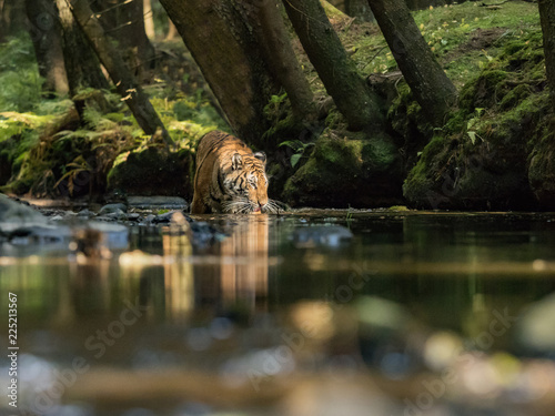 Tiger runs behind the prey. Hunt the prey in tajga in summer time. Tiger in wild summer nature. Action wildlife scene, danger animal.