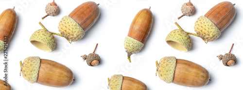 banner acorns of an oak on a white background