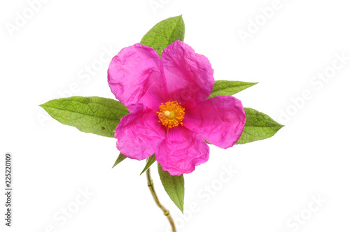 Magenta rock rose flower