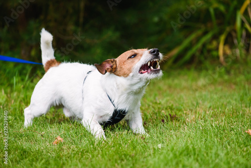 Angry dog aggressively barking and defending his territory