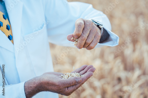 Scientist researching new types of grain, crops and plants, close-up