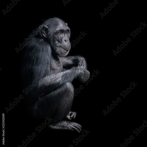 Portrait of curious Chimpanzee like asking a question, at black background