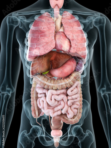 3d rendered medically accurate illustration of a mans internal organs