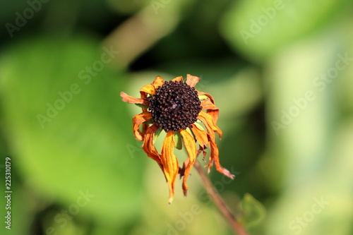 Black-eyed Susan or Rudbeckia hirta or Brown-eyed Susan or Brown betty or Gloriosa daisy or Golden Jerusalem or English bulls eye or Poor-land daisy or Yellow daisy or Yellow ox-eye daisy annual flowe