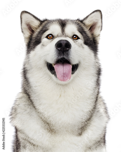 portrait of dog Alaskan malamute