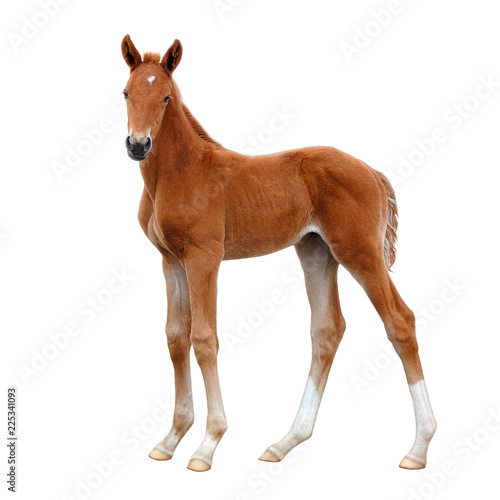 A foal, standing calmly and looking into the distance.