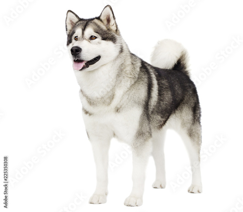 dog Alaskan malamute