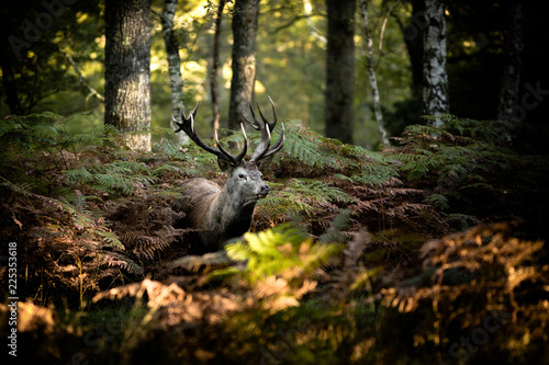 cerf brame chasse roi forêt cor mammifère animal sauvage fougère bois caché nature cervidé