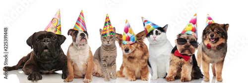 cute group of seven party dogs and cats