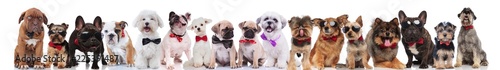 many stylish dogs of different breeds wearing bowties and sunglasses