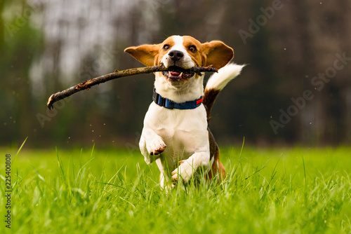 Dog Beagle with a stick on a green field during spring runs towards camera