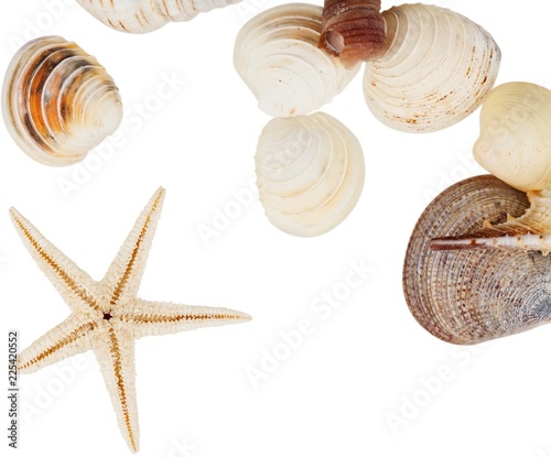 Assorted shells and starfish