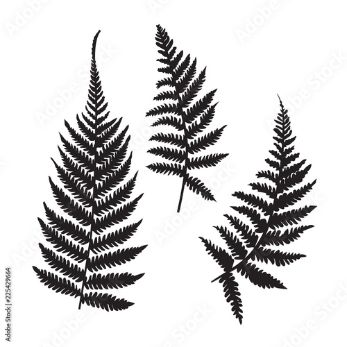 Vector fern silhouette collection. Black isolated prints of fern leaves on the white background. 