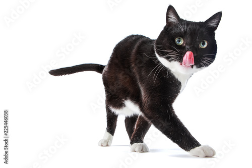 Black and White tuxedo cat sticking its tongue out