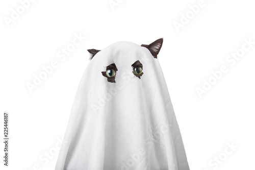 Cat in a ghost costume