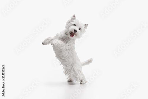 The west highland terrier dog in front of white studio background