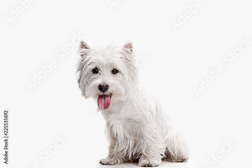 The west highland terrier dog in front of white studio background