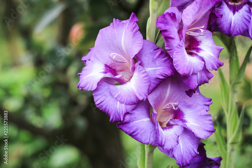 purple gladiolus with three cups growing on a green background in the garden, beautiful purple gladiolus, a beautiful flower of purple gladiolus, the inflorescence of purple gladiolus blooms in summer