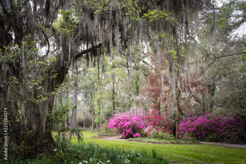 Magnolia Plantation & Gardens. Charleston, South Carolina, USA