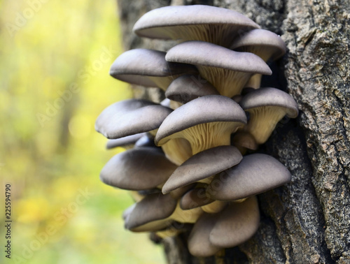 Oyster mushroom (Pleurotus ostreatus) grows on a tree bark in the forest.Organic vegetable food concept.Selective focus. 