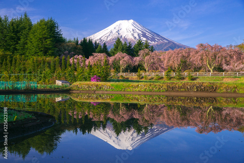 富士吉田市の桜と富士山
