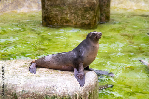 seal in zoo, looking