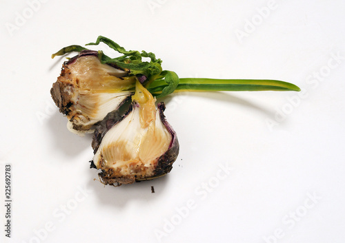 Bacterial disease in hyacinth onion / bacterial soft rot / dying leaves