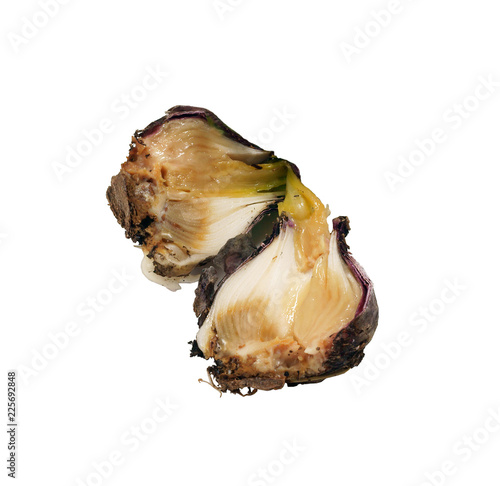 Bacterial disease in hyacinth onion / bacterial soft rot / Erwinia carotovora / Pectobacterium carotovorum
