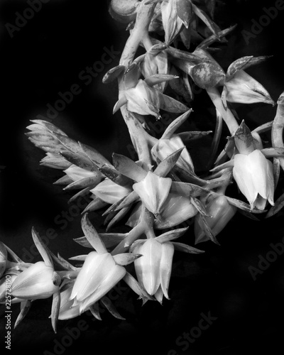 black and white close-up of succulent flowers