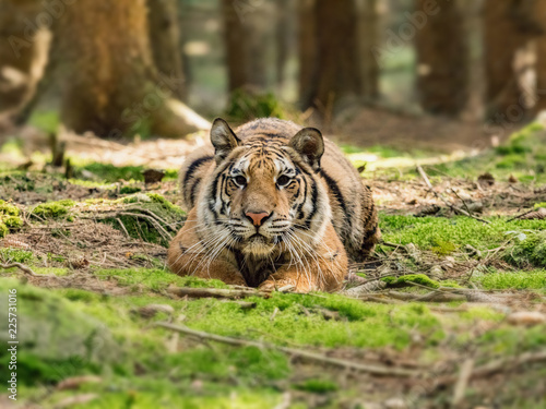 Tiger portrait. Hunt the prey in tajga in summer time. Tiger in wild summer nature. Action wildlife scene, danger animal.