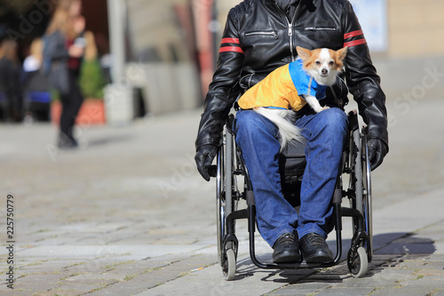 Pies na kolanach mężczyzny jadącego na wózku inwalidzkim.