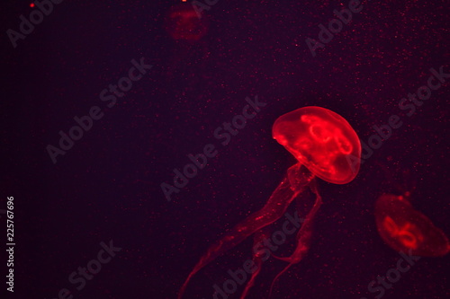 transparent jellyfish in aquarium