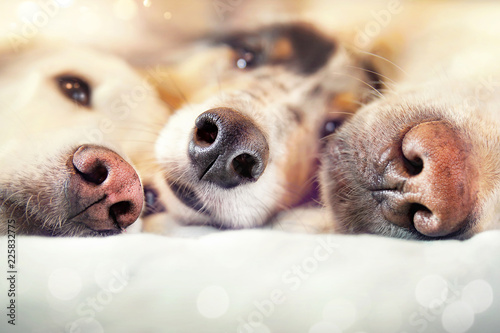 Drei Hundenasen nebeneinander auf dem Bett
