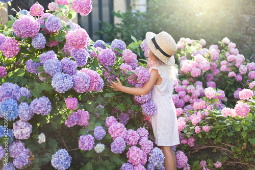 Little girl in bushes of hydrangea flowers in sunset garden. Flowers are pink, blue, lilac and blooming by country house. Kid is in pink dress, straw hat. Romantic concept of childhood, tenderness.