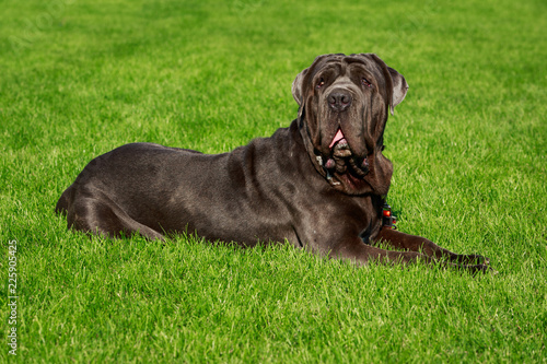 Breed dog Neapolitan Mastiff