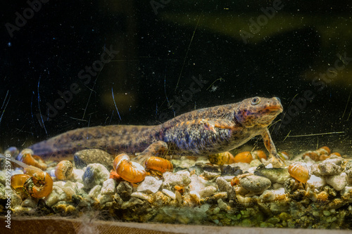 Spanish ribbed newt Pleurodeles waltl , also known as the Iberian ribbed newt. Wildlife animal