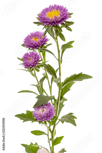 Flower of aster, isolated on a white background