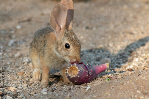 Baby desert cottontail rabbit eating a red prickly pear cactus fruit on the sand. Tucson, Arizona. Summer of 2018.