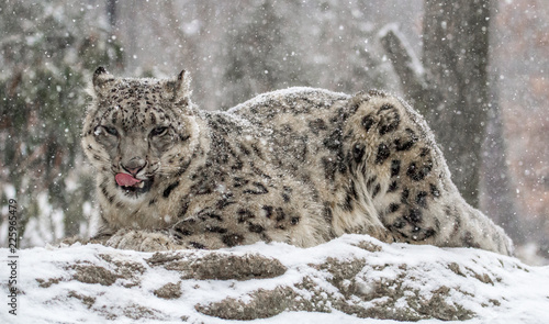 Snow Leopard Licking Muzzle And Relaxing in Snow