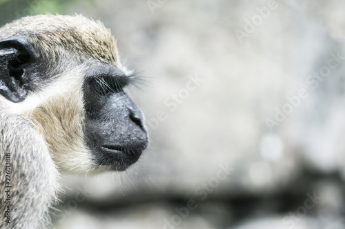 Mamifère, primate de la famille des cercopithecidae, Singe Grivet en captivité vue de profil