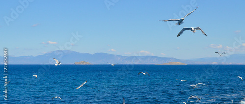 White seagull flying over Saronic Gulf in Greece